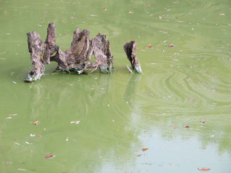 altes Holz mit Algen im See (Bitte hier klicken um dieses Bild in seiner vollen Größe zu betrachten)