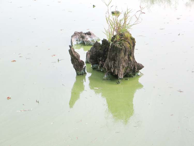 Wunderschöne Algen im See (Bitte hier klicken um dieses Bild in seiner vollen Größe zu betrachten)