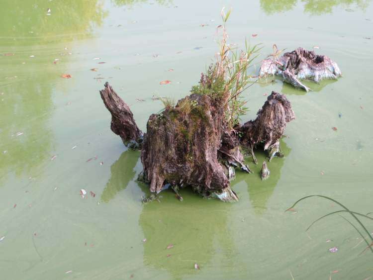 Wunderschöne Algenidylle im See (Bitte hier klicken um dieses Bild in seiner vollen Größe zu betrachten)