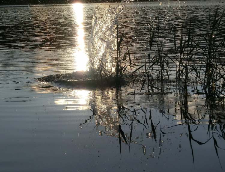 Wasserfontaine mit Seegras (Bitte hier klicken um dieses Bild in seiner vollen Größe zu betrachten)