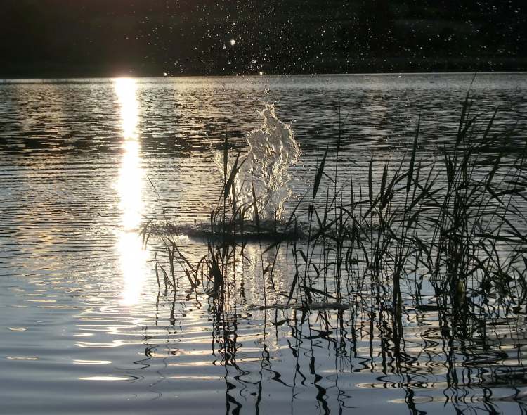 Abend am Starkholzbacher See (Bitte hier klicken um dieses Bild in seiner vollen Größe zu betrachten)
