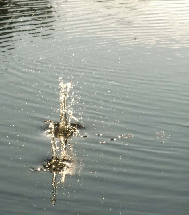 Warum bewegt sich Wasser nach oben wenn man einen Stein ins Wasser wirft ? (Bitte hier klicken um dieses Bild in seiner vollen Größe zu betrachten)