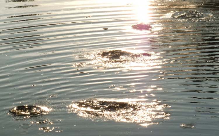 Abdrücke im Wasser (Bitte hier klicken um dieses Bild in seiner vollen Größe zu betrachten)