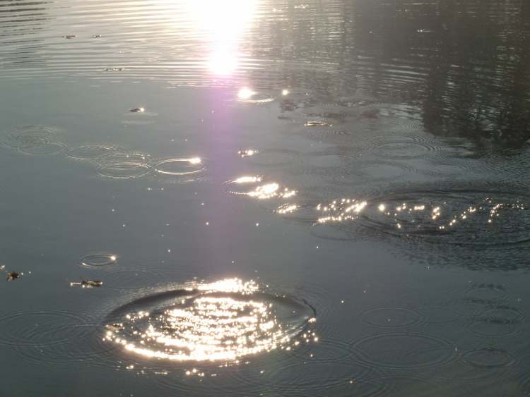 Wasserkreise im See (Bitte hier klicken um dieses Bild in seiner vollen Größe zu betrachten)