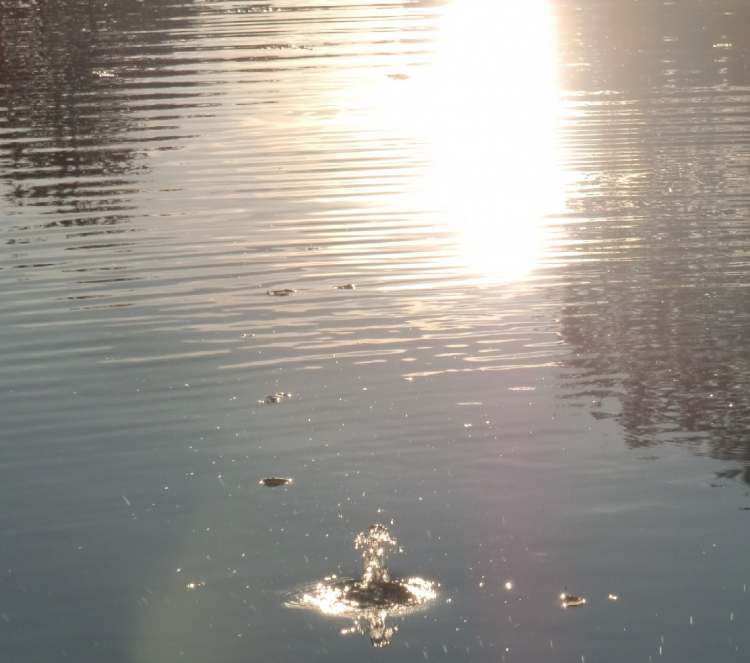 kleiner Plupp im See (Bitte hier klicken um dieses Bild in seiner vollen Größe zu betrachten)