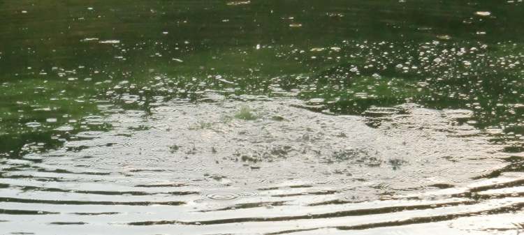 Wasserkreise im Algen See (Bitte hier klicken um dieses Bild in seiner vollen Größe zu betrachten)