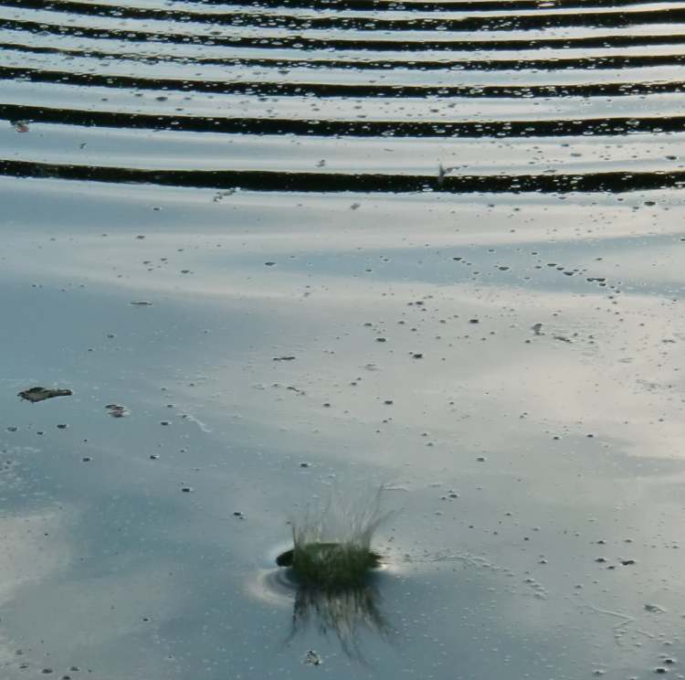 Wasserkreise und ein kleines Plupp (Bitte hier klicken um dieses Bild in seiner vollen Größe zu betrachten)