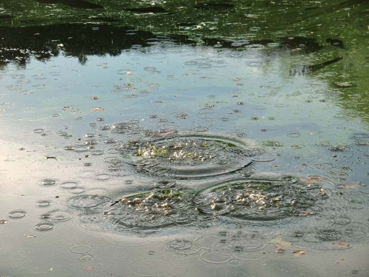 Wasserkreise im grünen Algenwasser (Bitte hier klicken um dieses Bild in seiner vollen Größe zu betrachten)
