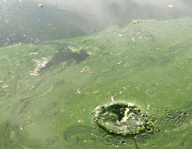 das grüne veralgte Wasser wirkt richtig plastisch (Bitte hier klicken um dieses Bild in seiner vollen Größe zu betrachten)