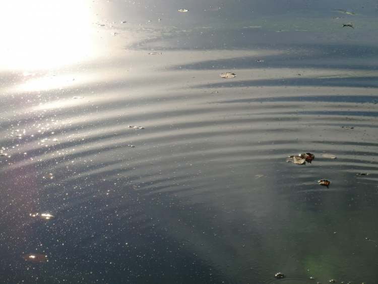 Wasserkreise mit Sonnenspiegelung im See (Bitte hier klicken um dieses Bild in seiner vollen Größe zu betrachten)