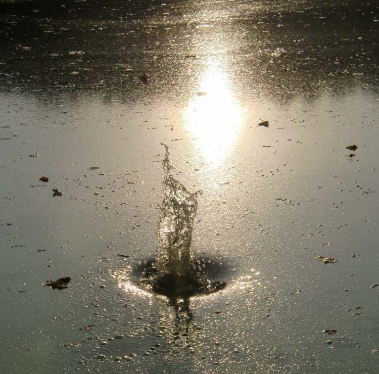 kleines Wassergespritze am Abend im trüben Teich (Bitte hier klicken um dieses Bild in seiner vollen Größe zu betrachten)