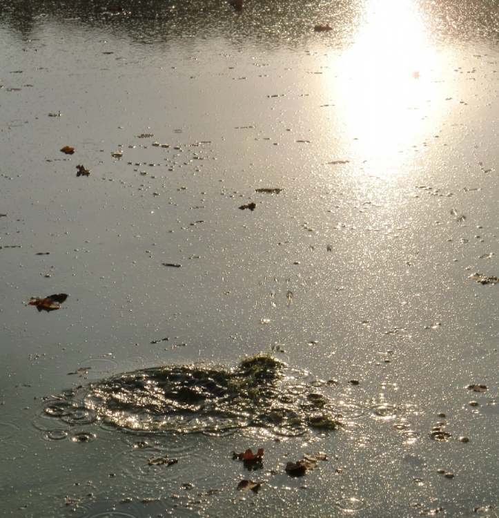 Wasseraufruhr im trüben Teich (Bitte hier klicken um dieses Bild in seiner vollen Größe zu betrachten)