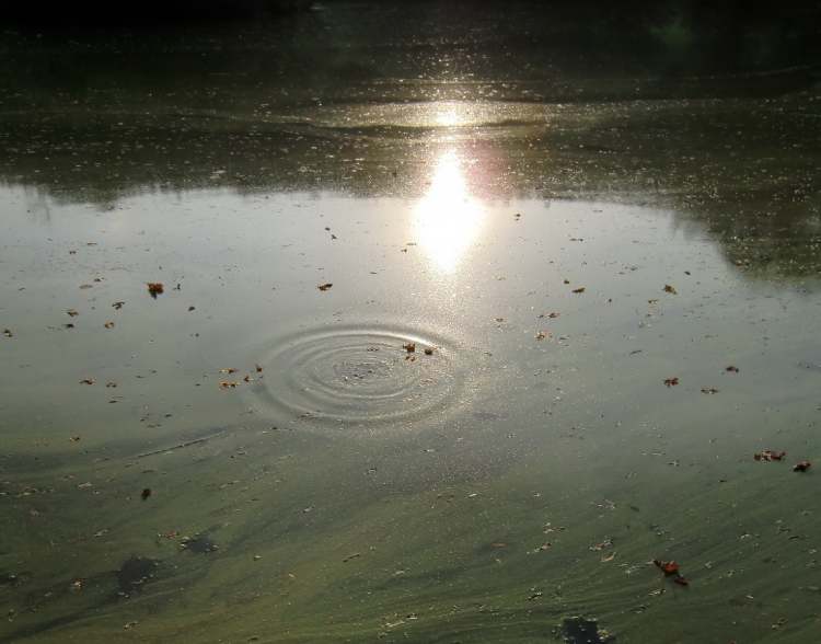 Wasserkreis im Algensee (Bitte hier klicken um dieses Bild in seiner vollen Größe zu betrachten)