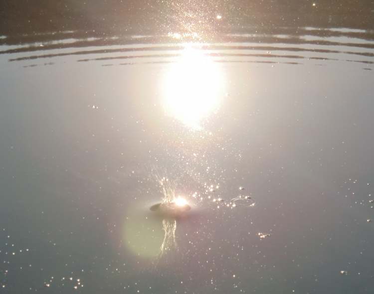 Die Sonne im Wasser (Bitte hier klicken um dieses Bild in seiner vollen Größe zu betrachten)