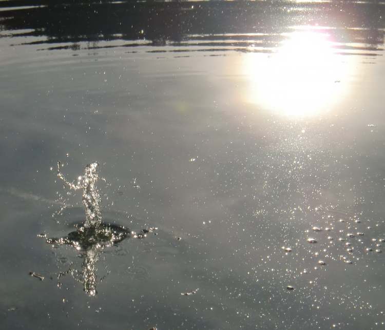 der lebendige Wassertrichter nach dem Steinwurf (Bitte hier klicken um dieses Bild in seiner vollen Größe zu betrachten)