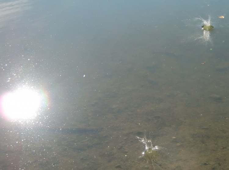 man sieht bis auf den Boden des Sees (Bitte hier klicken um dieses Bild in seiner vollen Größe zu betrachten)
