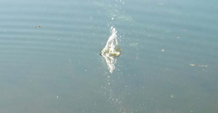 Wassertrichterfaontaine im See (Bitte hier klicken um dieses Bild in seiner vollen Größe zu betrachten)