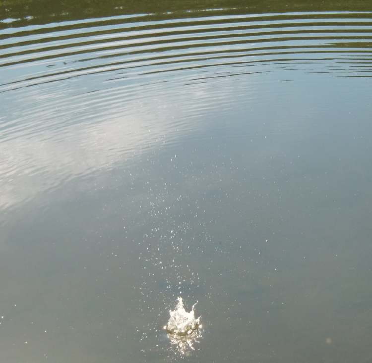 ein netter kleiner Wasserplupp (Bitte hier klicken um dieses Bild in seiner vollen Größe zu betrachten)