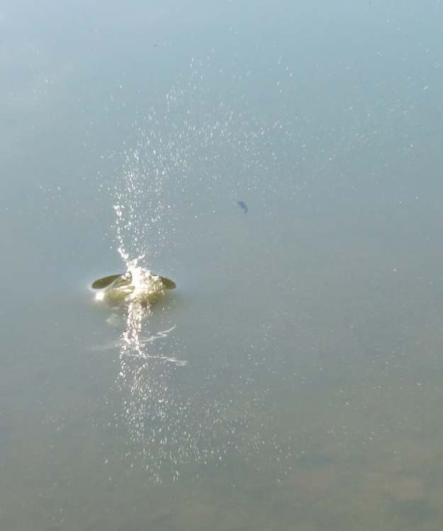 hier wurde eine unwuchtige Bewegung im Wasser erzeugt (Bitte hier klicken um dieses Bild in seiner vollen Größe zu betrachten)