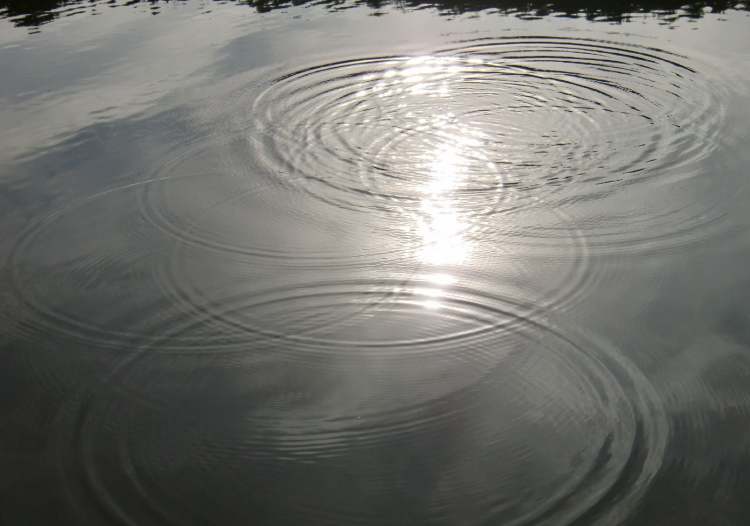 das lustvolle Leben der Wasserkreise (Bitte hier klicken um dieses Bild in seiner vollen Größe zu betrachten)