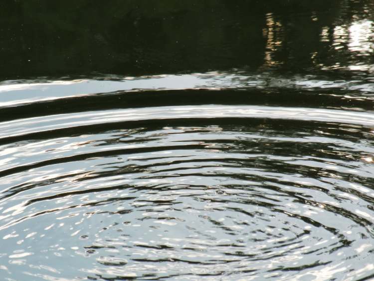 Wellen im Waldsee (Bitte hier klicken um dieses Bild in seiner vollen Größe zu betrachten)