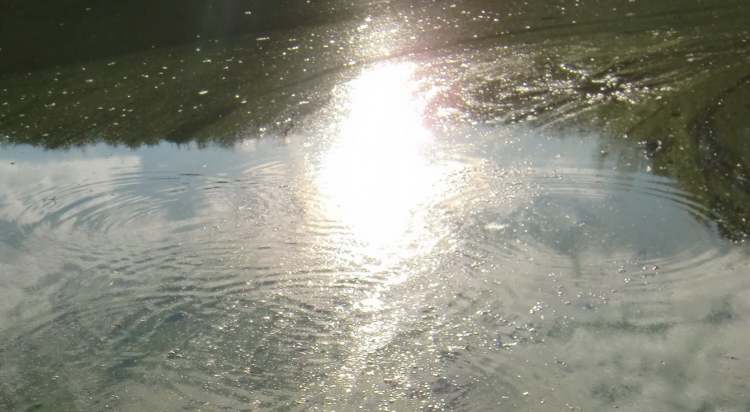 zwei Kreis eim algigen Wasser (Bitte hier klicken um dieses Bild in seiner vollen Größe zu betrachten)