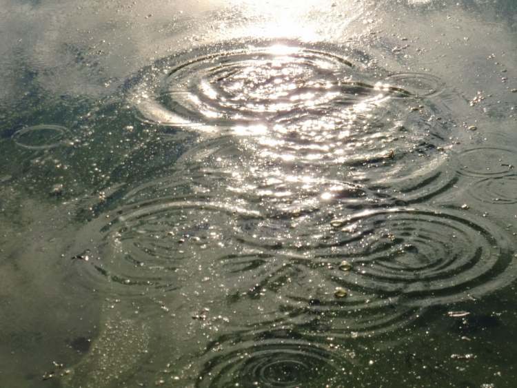 Wasserkreise mit Algen im See (Bitte hier klicken um dieses Bild in seiner vollen Größe zu betrachten)