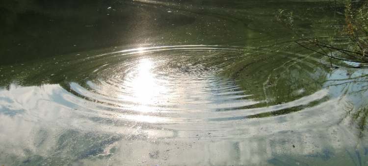 Wasserkreise im See mit Algen (Bitte hier klicken um dieses Bild in seiner vollen Größe zu betrachten)