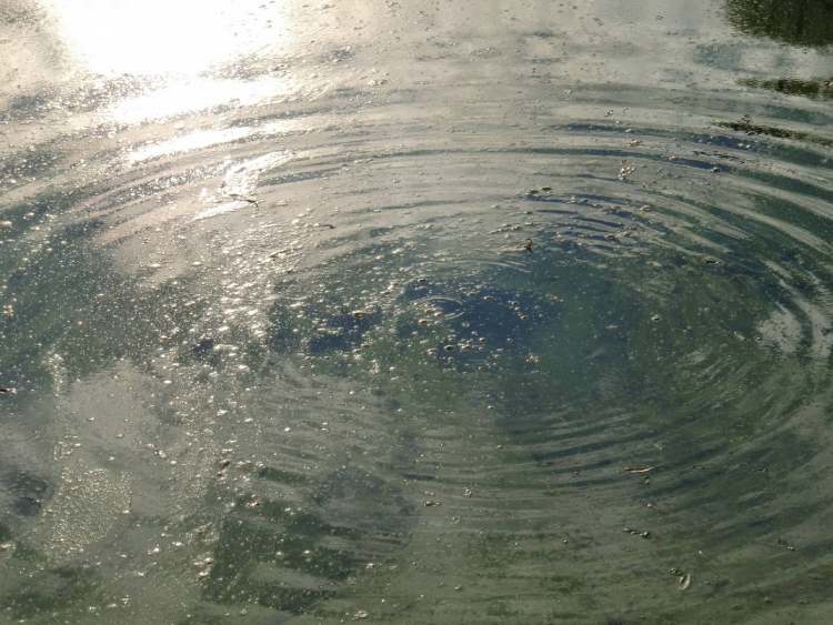 auch die Algen freuen sich am Wasserkreis (Bitte hier klicken um dieses Bild in seiner vollen Größe zu betrachten)