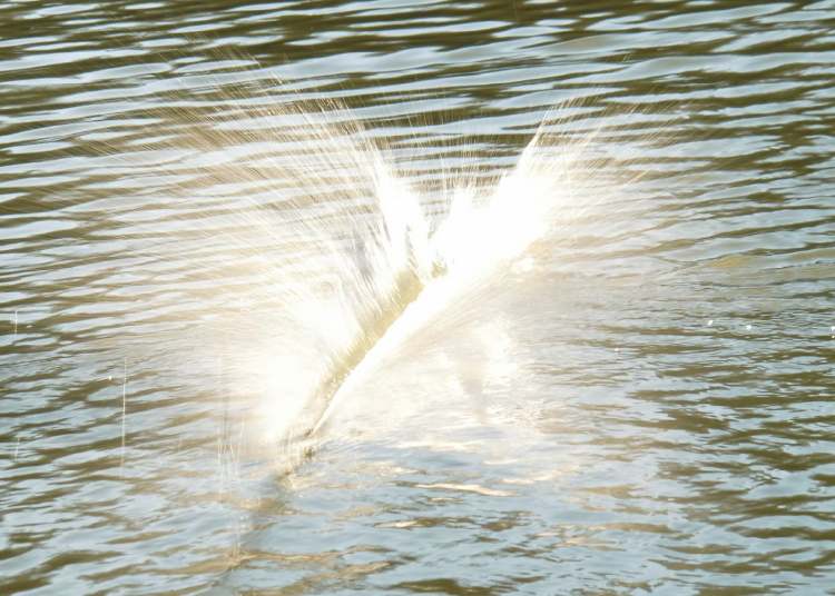 mit einem Stock ins Wasser geschlagen (Bitte hier klicken um dieses Bild in seiner vollen Größe zu betrachten)