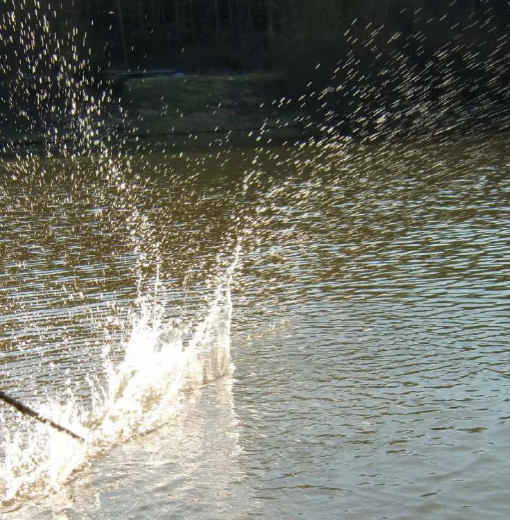 wer ins Wasser schlägt wird naß (Bitte hier klicken um dieses Bild in seiner vollen Größe zu betrachten)