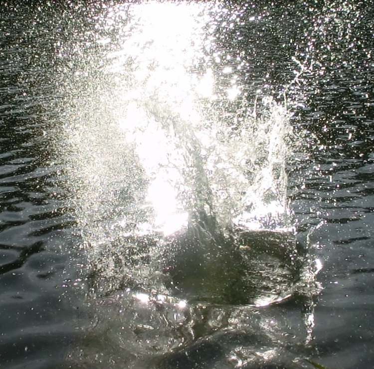 wild funkelndes Wasser (Bitte hier klicken um dieses Bild in seiner vollen Größe zu betrachten)