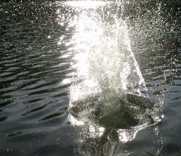 Wasser spritzt ins Licht hinauf (Bitte hier klicken um dieses Bild in seiner vollen Größe zu betrachten)