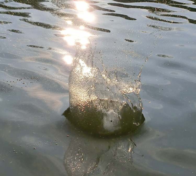 ein bulliger Wassertrichter (Bitte hier klicken um dieses Bild in seiner vollen Größe zu betrachten)