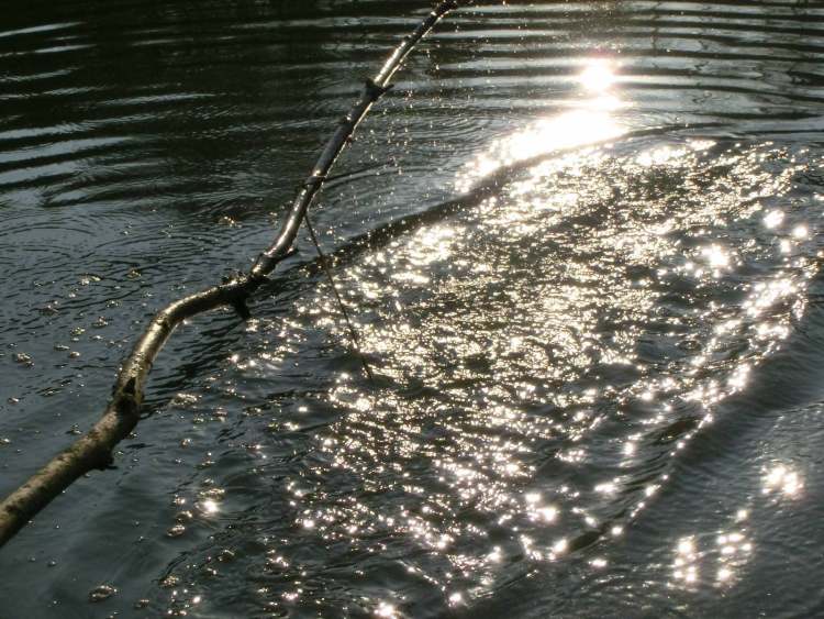 Wasser vom Ast in Bewegung hebracht (Bitte hier klicken um dieses Bild in seiner vollen Größe zu betrachten)