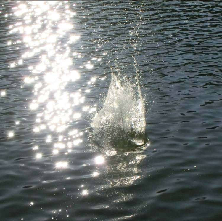 Sonnenlichtglitzern mit kleinem netten Wassertrichter (Bitte hier klicken um dieses Bild in seiner vollen Größe zu betrachten)
