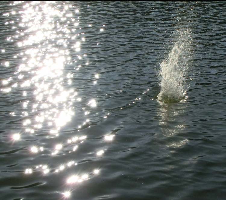 Wasserausbruch (Bitte hier klicken um dieses Bild in seiner vollen Größe zu betrachten)