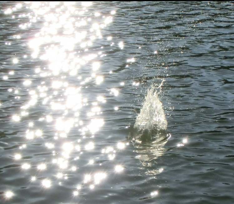 Wassertrichter bei Sonnenlichtfunken im See (Bitte hier klicken um dieses Bild in seiner vollen Größe zu betrachten)