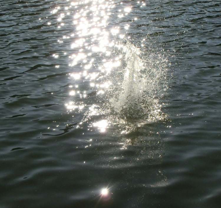Wassergespritze bei Sonnenlichtfunken im See (Bitte hier klicken um dieses Bild in seiner vollen Größe zu betrachten)
