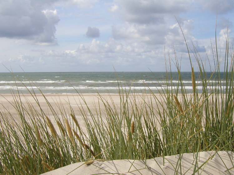 Gras am Strand von Dänemark (Bitte hier klicken um dieses Bild in seiner vollen Größe zu betrachten)