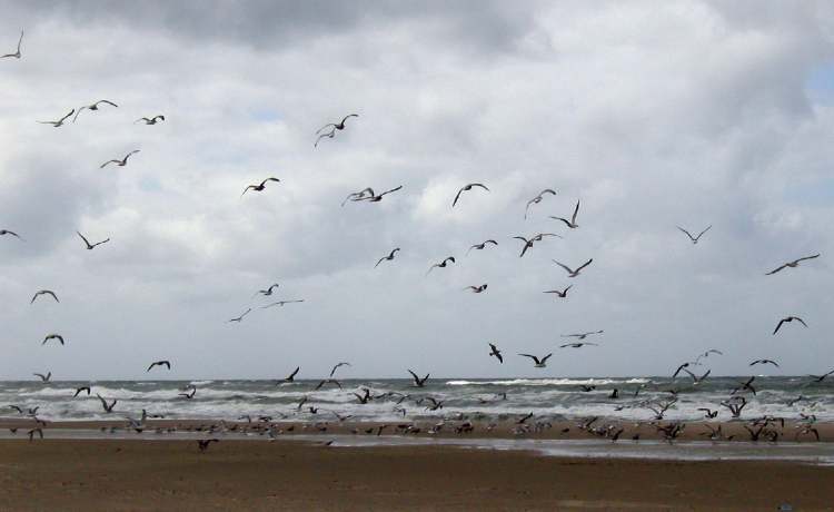 Vögel über dem Meer (Bitte hier klicken um dieses Bild in seiner vollen Größe zu betrachten)
