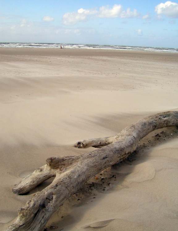 Baumstamm am Strand (Bitte hier klicken um dieses Bild in seiner vollen Größe zu betrachten)