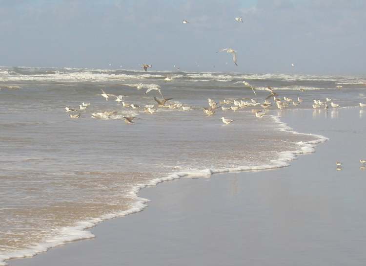 Vögel freuen sich über jede Welle (Bitte hier klicken um dieses Bild in seiner vollen Größe zu betrachten)