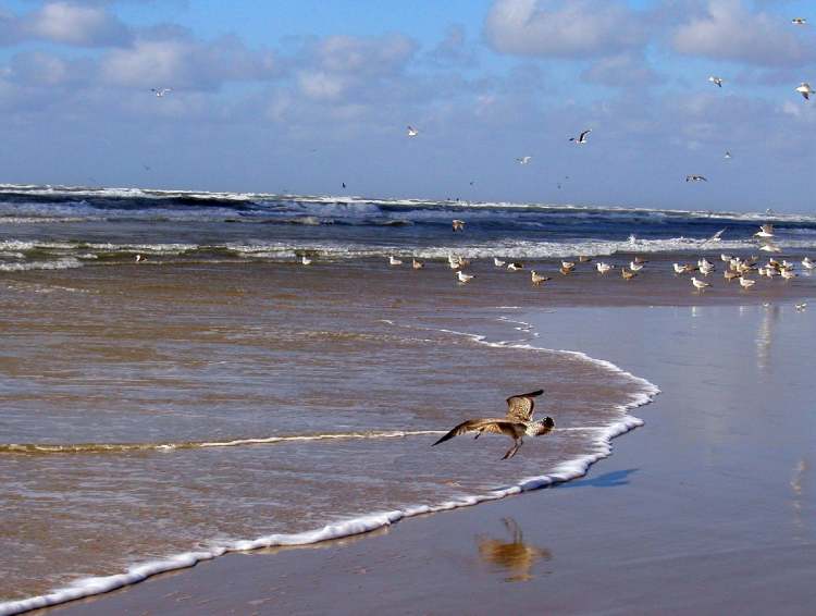 Vögel am Strand (Bitte hier klicken um dieses Bild in seiner vollen Größe zu betrachten)