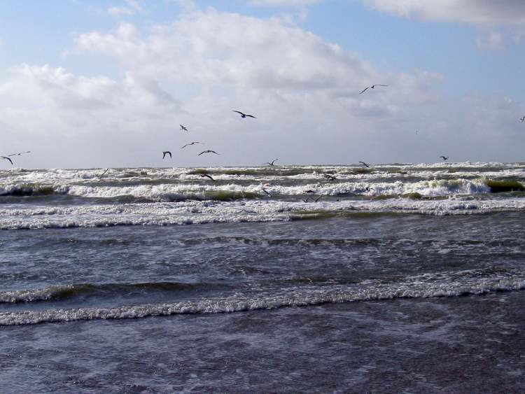 Vögel die aus jeder Welle fischen (Bitte hier klicken um dieses Bild in seiner vollen Größe zu betrachten)