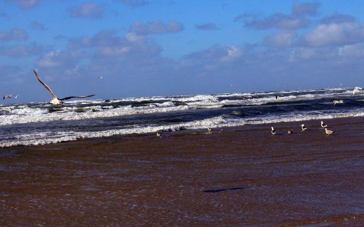 Meer und Vögel in Bewegung (Bitte hier klicken um dieses Bild in seiner vollen Größe zu betrachten)