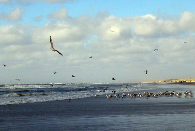 Meeresvögel durchsuchen das Strandwasser (Bitte hier klicken um dieses Bild in seiner vollen Größe zu betrachten)