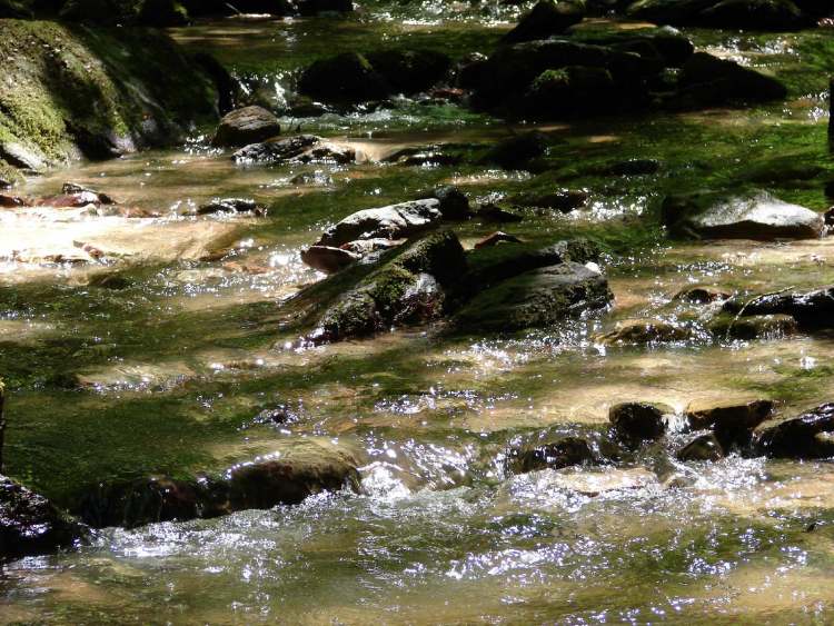 Dies ist der Bach unterhalb vom Murrhard Wasserfall (Bitte hier klicken um dieses Bild in seiner vollen Größe zu betrachten)