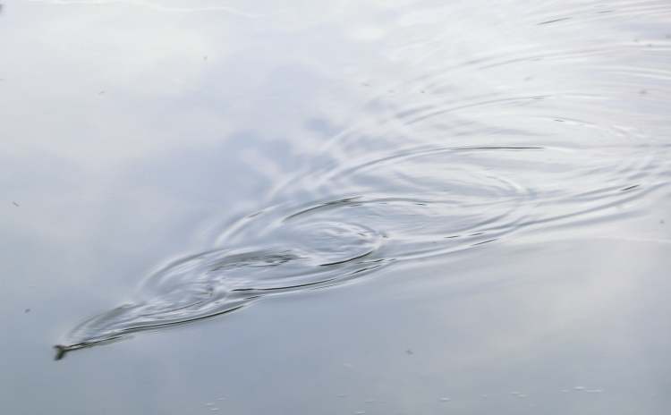 Schlange in Wasser (Bitte hier klicken um dieses Bild in seiner vollen Größe zu betrachten)