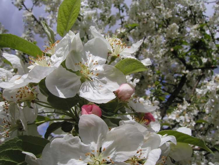 Crap Apple Zierapfel (Bitte hier klicken um dieses Bild in seiner vollen Größe zu betrachten)